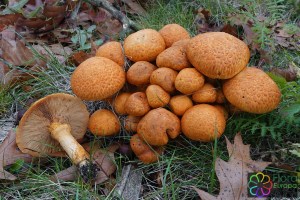 Gymnopilus junonius (1).jpg_product_product_product